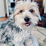Winston is registered to the contest to win money with this photo: dog, pet, furry, close_up, portrait, tongue_out, black_nose, dark_eyes, whiskers, long_hair, small_breed, paw, sitting, indoor, living_room, blurred_background, happy, smiling, fur_texture, companion