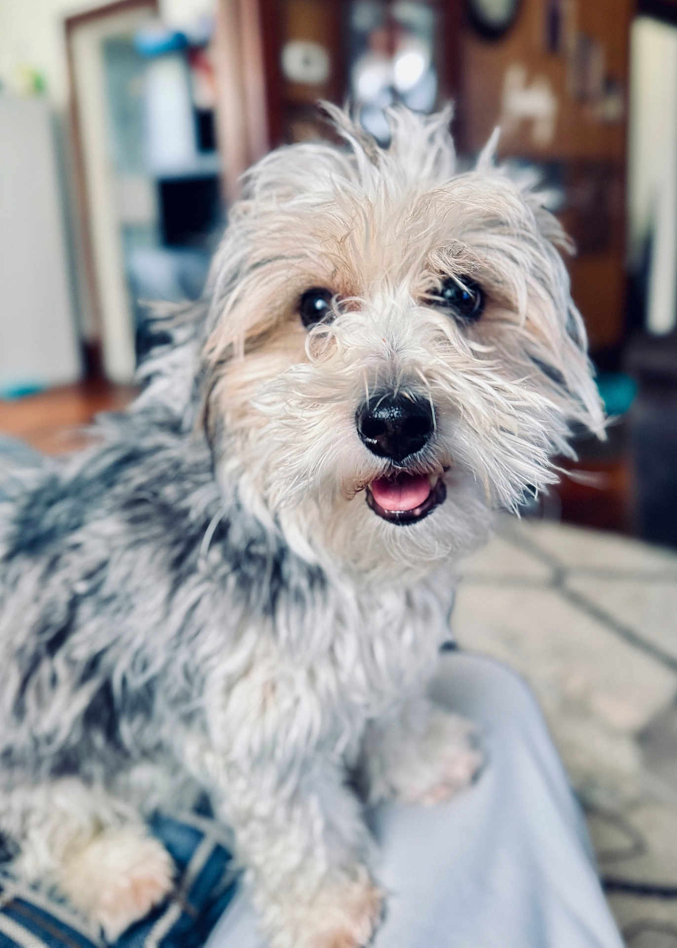 Winston is registered to the contest to win money with this photo: dog, pet, furry, close_up, portrait, tongue_out, black_nose, dark_eyes, whiskers, long_hair, small_breed, paw, sitting, indoor, living_room, blurred_background, happy, smiling, fur_texture, companion