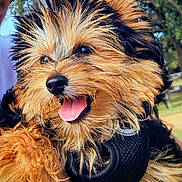 Bingo joined the competition — help win amazing prizes! dog, puppy, fluffy, black, tan, tongue_out, happy, pet, animal, outdoor, greenery, park, fur, close_up, canine, adorable, playful, young_dog, cute, companion