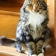 Scarlett participe au concours pour gagner de l'argent avec cette photo : animal, cat, curious_eyes, cute, domestic_cat, feline, fluffy, fur, indoor, long_hair, looking, pet, portrait, sitting, stairs, tabby, tail, whiskers, white_paws, wooden