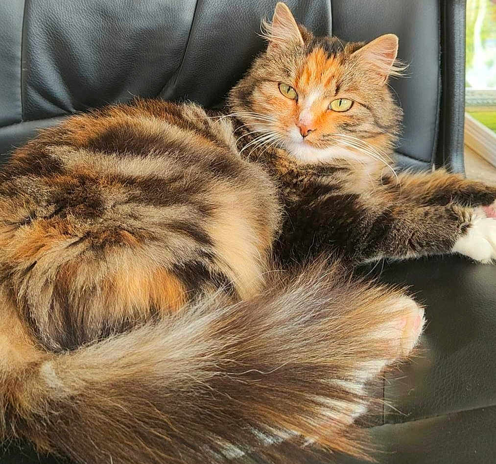 Scarlett a rejoint le concours — aidez-le/la à gagner de superbes lots ! animal, calm, cat, closeup, cute, domestic_cat, feline, fluffy, fur, green_eyes, indoor, leather_chair, mammal, pet, portrait, relaxed, resting, tabby, tail, whiskers