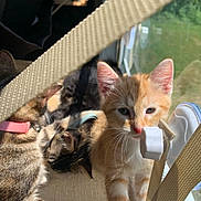 Oliver is registered to the contest to win money with this photo: kitten, cat, window, sunlight, hammock, fabric, tabby, ginger, collar, pet, animal, indoor, cute, relaxing, feline, stripes, whiskers, paw, resting, young