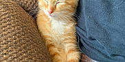 Oliver joined the competition — help win amazing prizes! cat, companion, couch, cozy, cute, domestic_cat, fur, furniture, indoor, jeans, kitten, nap, orange_tabby, person, pet, relaxation, resting, shirt, sleeping, whiskers