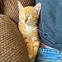 Oliver joined the competition — help win amazing prizes! kitten, orange_tabby, cat, sleeping, couch, person, jeans, shirt, furniture, indoor, cozy, resting, pet, whiskers, nap, cute, domestic_cat, fur, relaxation, companion