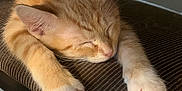 Oliver joined the competition — help win amazing prizes! kitten, cat, sleeping, orange_cat, white_paws, chair, furniture, indoor, pet, cute, fur, animal, resting, cozy, close_up, paw, relaxation, domestic_cat, young_cat, soft_light