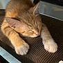 kitten, cat, sleeping, orange_cat, white_paws, chair, furniture, indoor, pet, cute, fur, animal, resting, cozy, close_up, paw, relaxation, domestic_cat, young_cat, soft_light