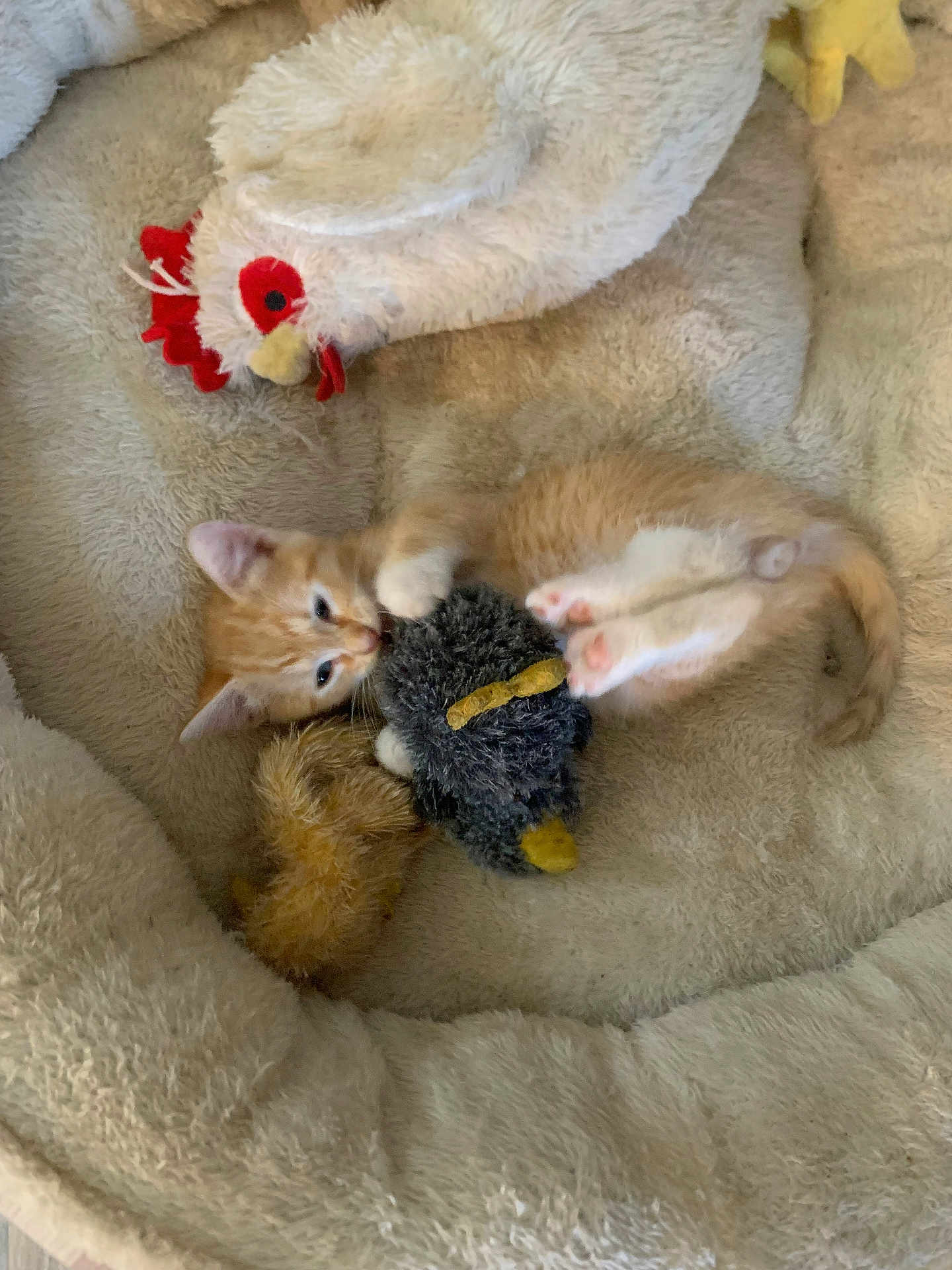 Oliver is registered to the contest to win money with this photo: kitten, orange_cat, pet_bed, plush_toy, stuffed_animal, cozy, furry, cute, small_animal, playful, indoor, soft_texture, animal_toy, resting, domestic_cat, sleepy, feline, bed, close_up, young