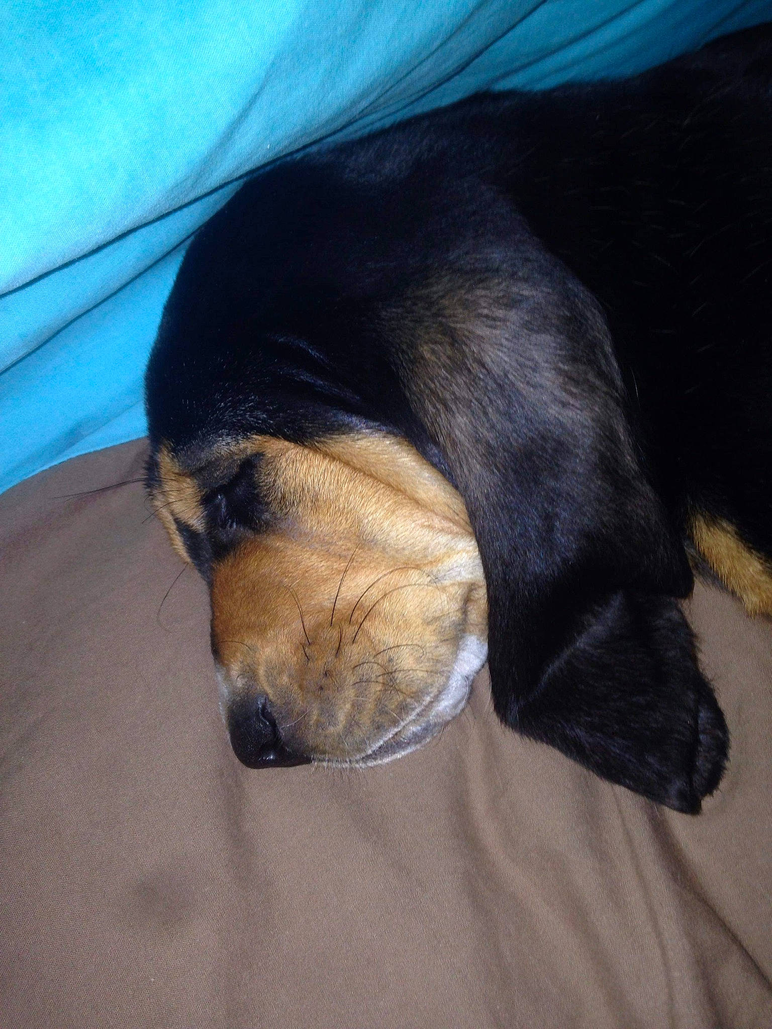 Myrtille participe au concours pour gagner de l'argent avec cette photo : canidae, carnivore, dog, dog_breed, fur, nose, puppy, snout