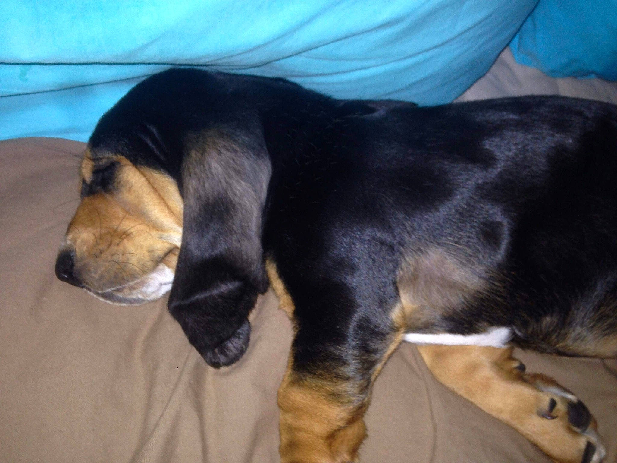 Myrtille participe au concours pour gagner de l'argent avec cette photo : basset_artesien_normand, basset_bleu_de_gascogne, basset_hound, beagador, bruno_jura_hound, canidae, carnivore, companion_dog, coonhound, dog, dog_breed, estonian_hound, hound, hunting_dog, mammal, rare_breed_dog, schweizer_laufhund, snout, vertebrate