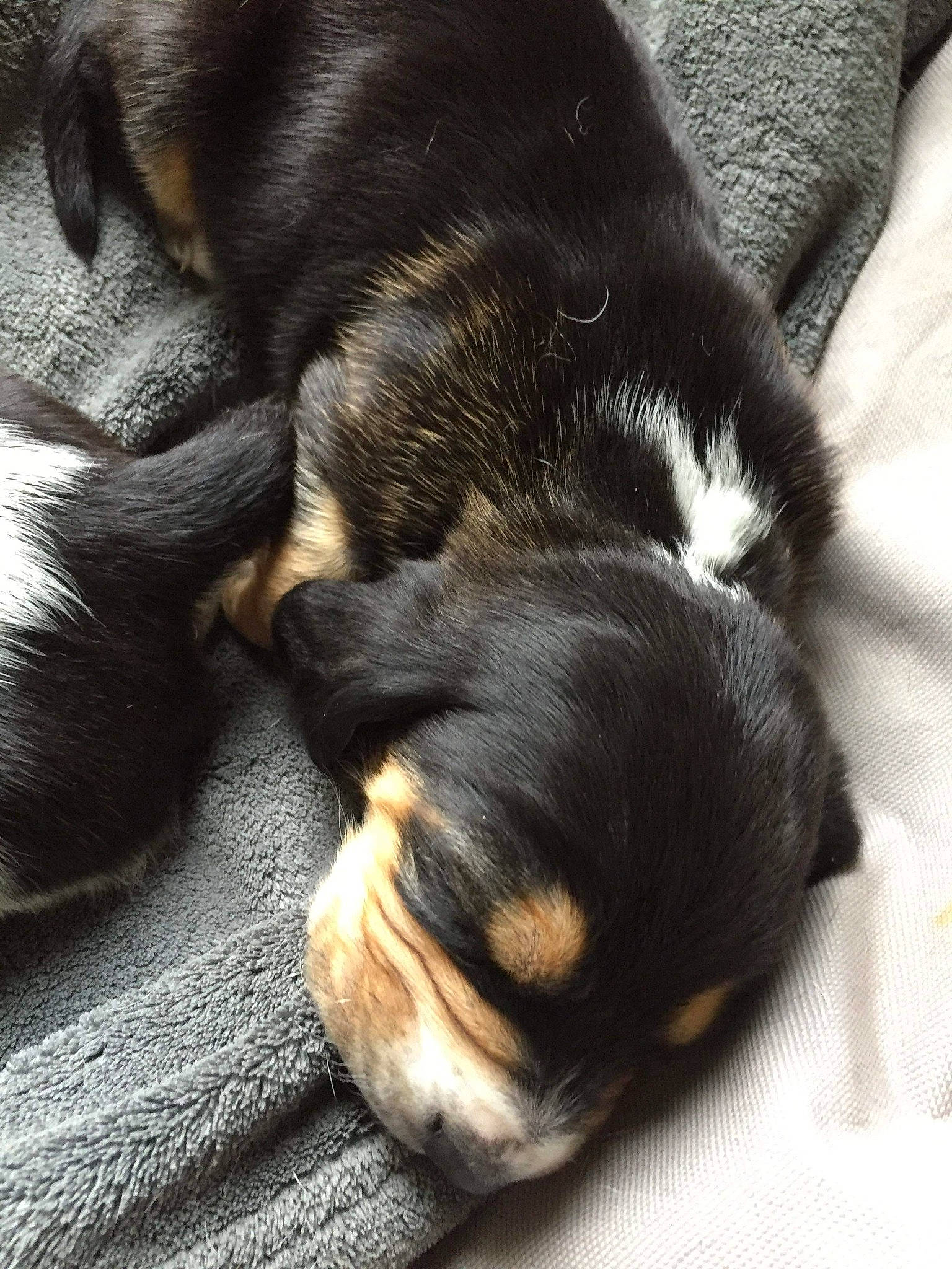 Myrtille a rejoint le concours — aidez-le/la à gagner de superbes lots ! canidae, carnivore, cavapoo, companion_dog, dog, dog_breed, hair, havanese, morkie, nap, nose, paw, puppy, puppy_love, shih_tzu, skin, sleep, snout, sporting_group, toy_dog