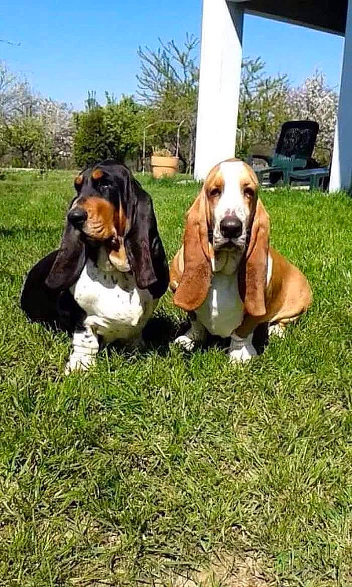 Myrtille participe au concours pour gagner de l'argent avec cette photo : artois_hound, basset_artesien_normand, basset_bleu_de_gascogne, basset_hound, beagle, canidae, carnivore, companion_dog, dog, dog_breed, finnish_hound, grass, hound, mammal, rare_breed_dog, scent_hound, schweizer_laufhund, snout, vertebrate, westphalian_dachsbracke