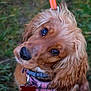 animal, canine, close_up, collar, curly_fur, cute, dog, ears, eyes, friendly, fur, golden_brown, grass, leash, nature, nose, outdoor, pet, portrait, tag