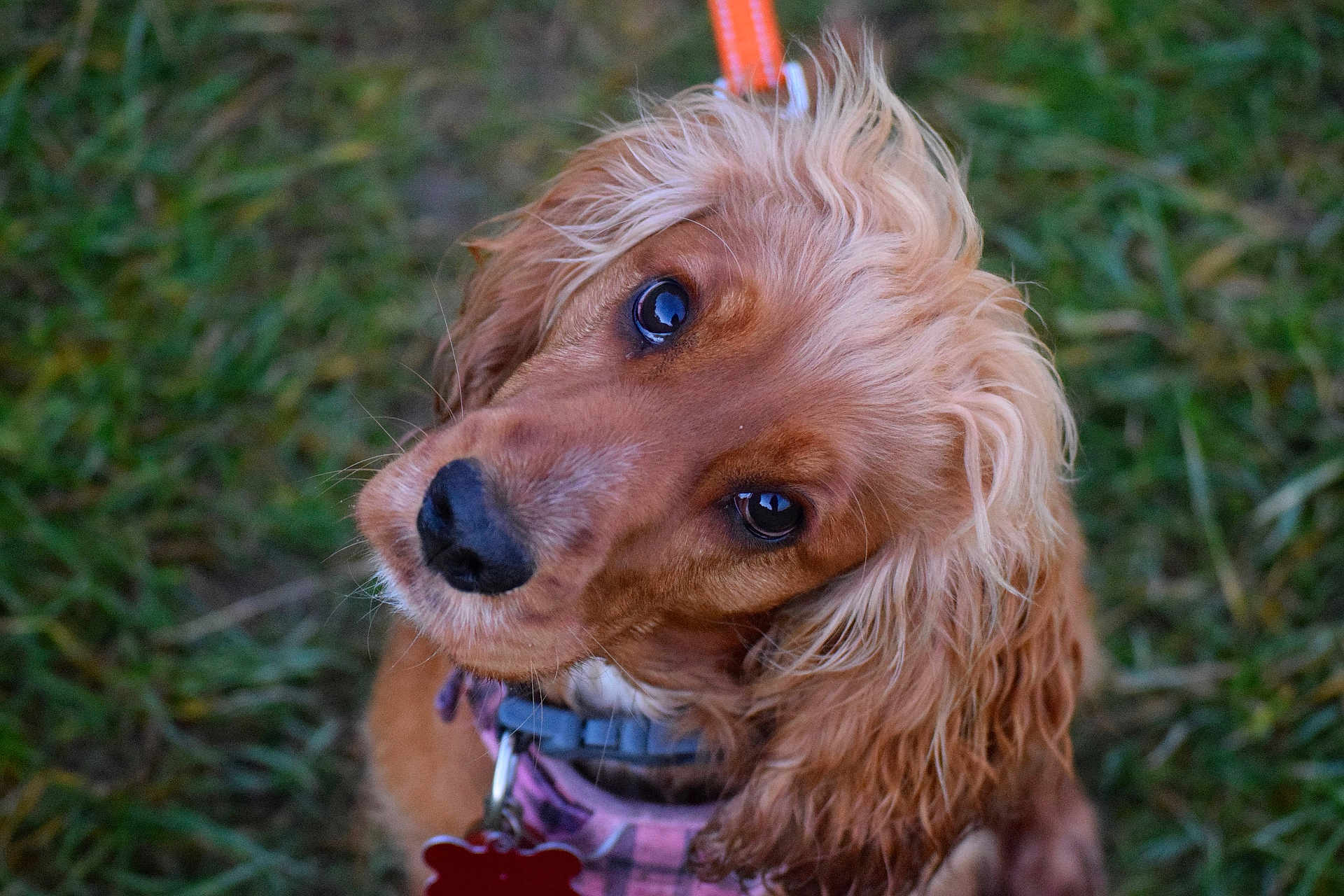 Lottie is registered to the contest to win money with this photo: animal, canine, close_up, collar, curly_fur, cute, dog, ears, eyes, friendly, fur, golden_brown, grass, leash, nature, nose, outdoor, pet, portrait, tag