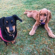 Lottie joined the competition — help win amazing prizes! animal, black_dog, brown_dog, canine, collar, companions, cute, daylight, dog, ears, friends, fur, grass, harness, lying_down, nature, outdoor, pet, playful, sitting