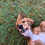Lottie joined the competition — help win amazing prizes! animal, canine, dog, ears, fluffy, fur, golden_retriever, grass, happy, head, lying_down, nature, outdoor, pet, playful, puppy, relaxed, smiling, teeth, young
