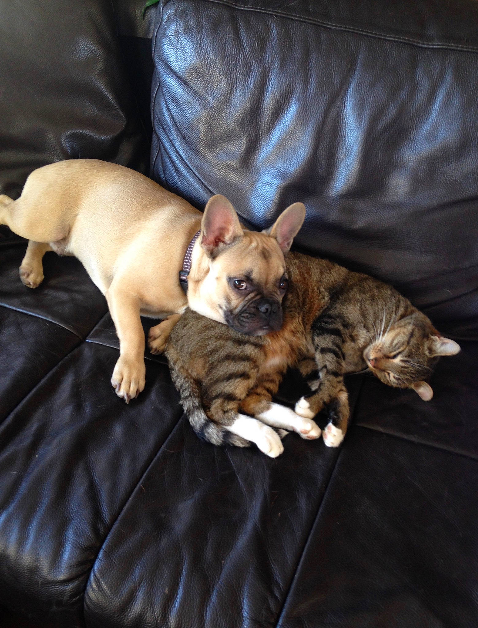 Gribouille a rejoint le concours — aidez-le/la à gagner de superbes lots ! canidae, carnivore, cat, companion_dog, dog, dog_breed, fawn, felidae, french_bulldog, kitten, mammal, non_sporting_group, vertebrate, whiskers