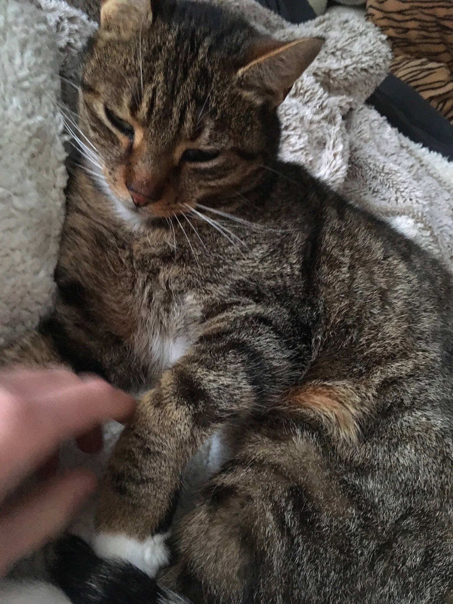 Gribouille participe au concours pour gagner de l'argent avec cette photo : american_shorthair, asian, california_spangled, carnivore, cat, claw, domestic_short_haired_cat, dragon_li, european_shorthair, felidae, fur, kitten, mammal, paw, pixie_bob, small_to_medium_sized_cats, snout, tabby_cat, whiskers, wild_cat