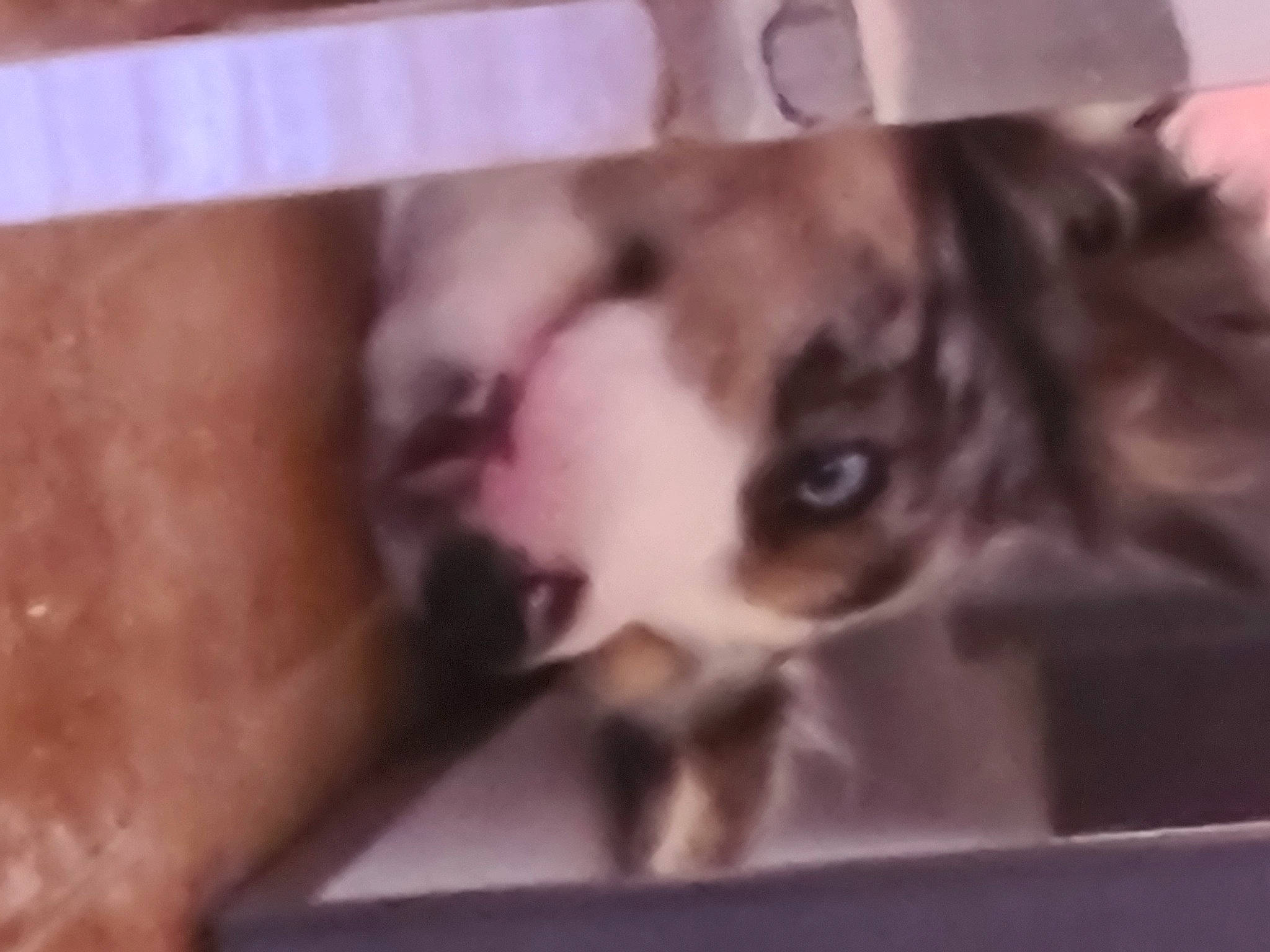 Oria a rejoint le concours — aidez-le/la à gagner de superbes lots ! boston_terrier, boxer, canidae, carnivore, companion_dog, dog, dog_breed, ear, eye, fawn, non_sporting_group, nose, puppy, puppy_love, selfie, snout, sporting_group