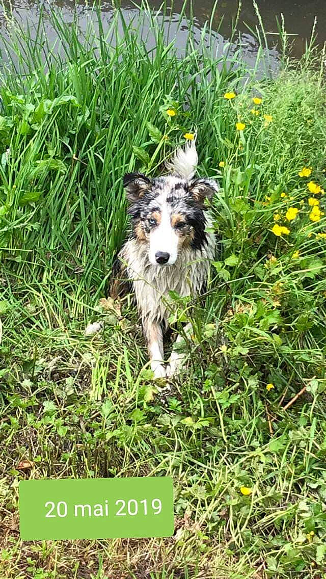 Oria participe au concours pour gagner de l'argent avec cette photo : australian_shepherd, border_collie, canidae, carnivore, companion_dog, dog, dog_breed, grass, grass_family, mammal, miniature_australian_shepherd, plant, wildflower