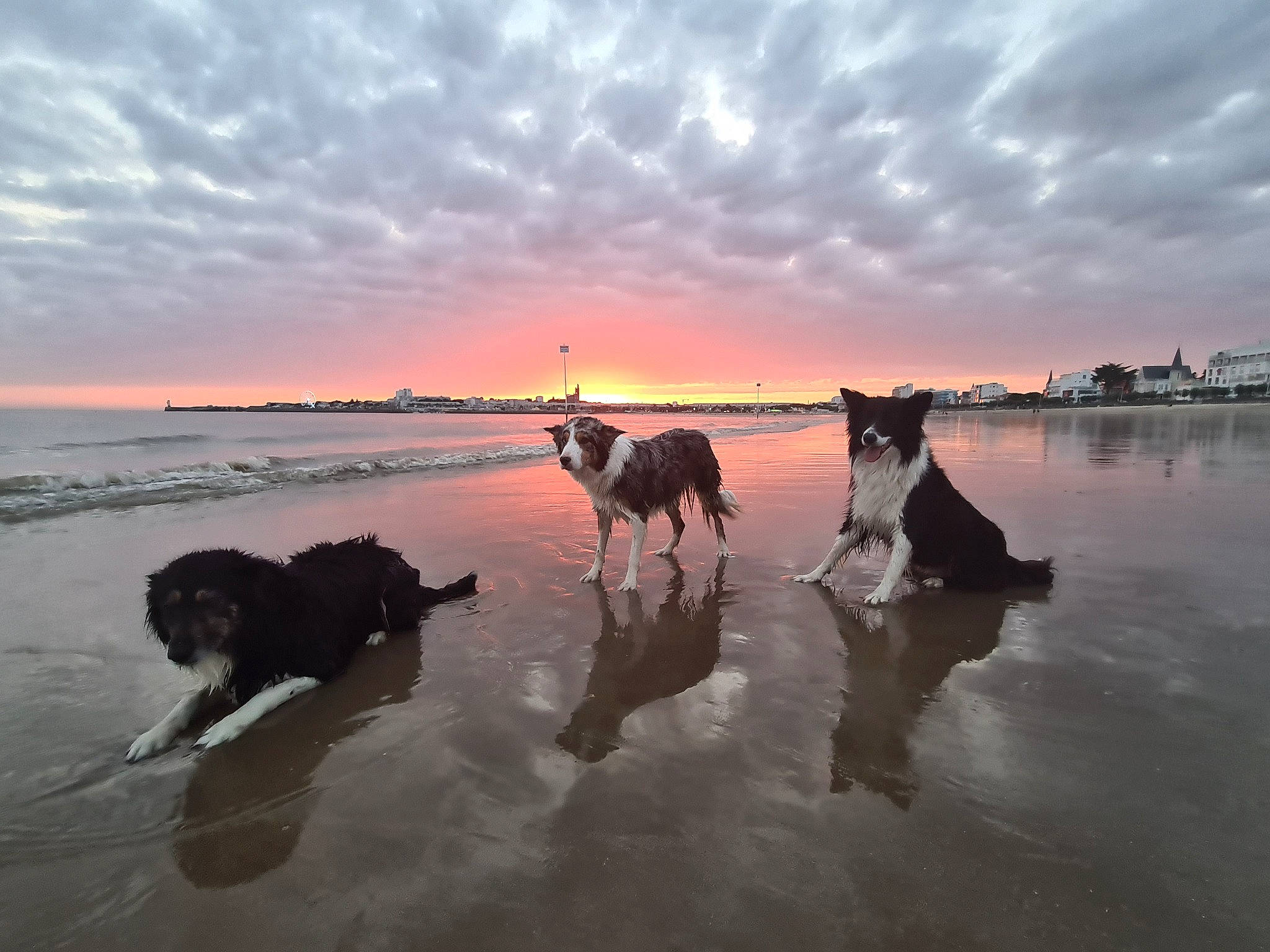 Oria a rejoint le concours — aidez-le/la à gagner de superbes lots ! beach, calm, canidae, carnivore, cloud, coast, dog, evening, herd, mudflat, ocean, reflection, sea, sky, sled_dog, sporting_group, sunset, vehicle