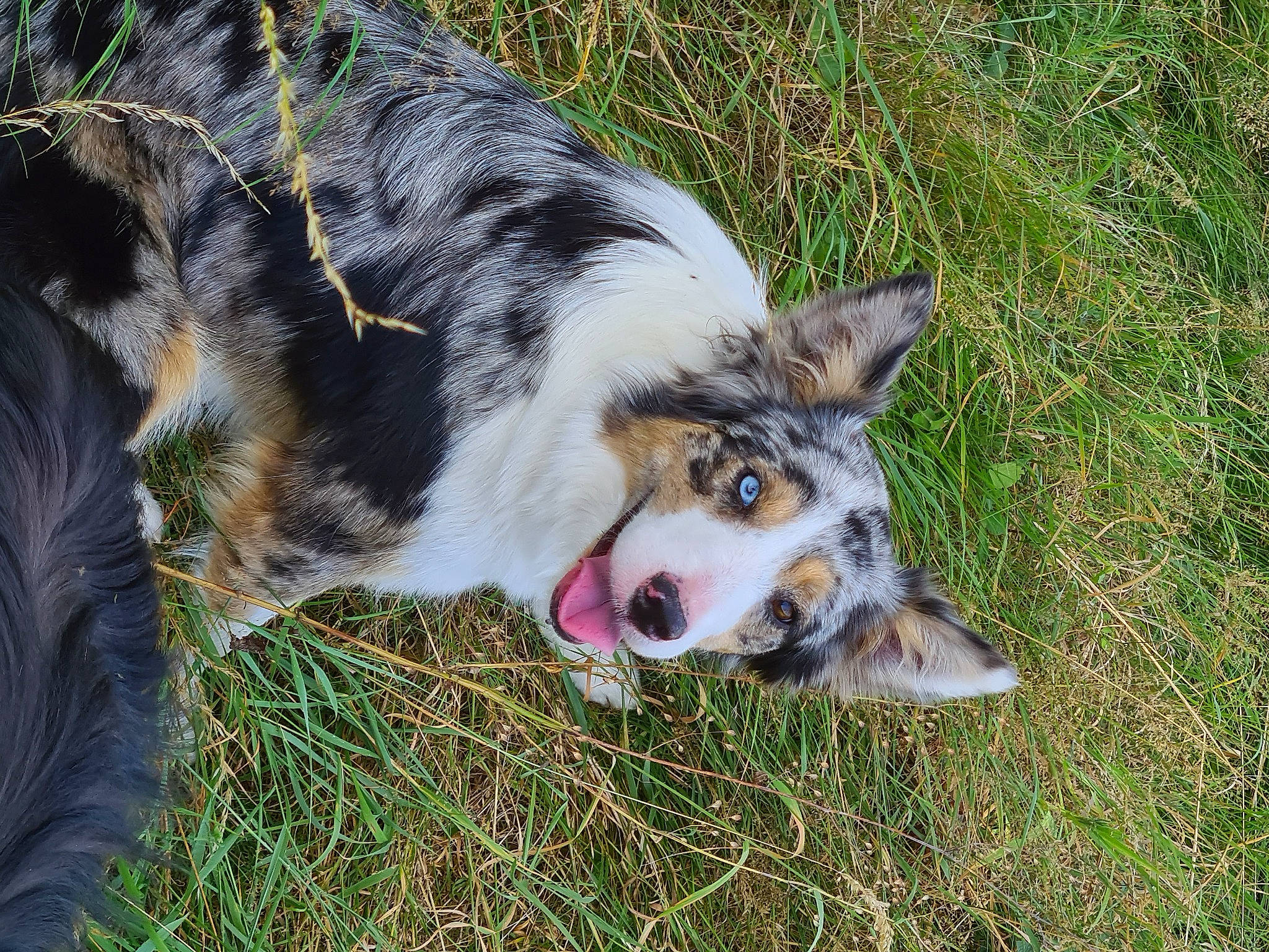 Oria participe au concours pour gagner de l'argent avec cette photo : australian_cattle_dog, australian_collie, australian_shepherd, canidae, cardigan_welsh_corgi, carnivore, dog, dog_breed, english_shepherd, grass, herding_dog, koolie, mammal, snout, sporting_group, texas_heeler, welsh_sheepdog, working_dog