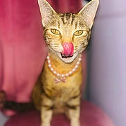 Summer joined the competition — help win amazing prizes! cat, tabby, sitting, pearl_necklace, pink_chair, licking_nose, playful, indoor, pet, feline, cute, portrait, blurred_background, whiskers, ears, fur, animal, domestic_cat, close_up, soft_lighting