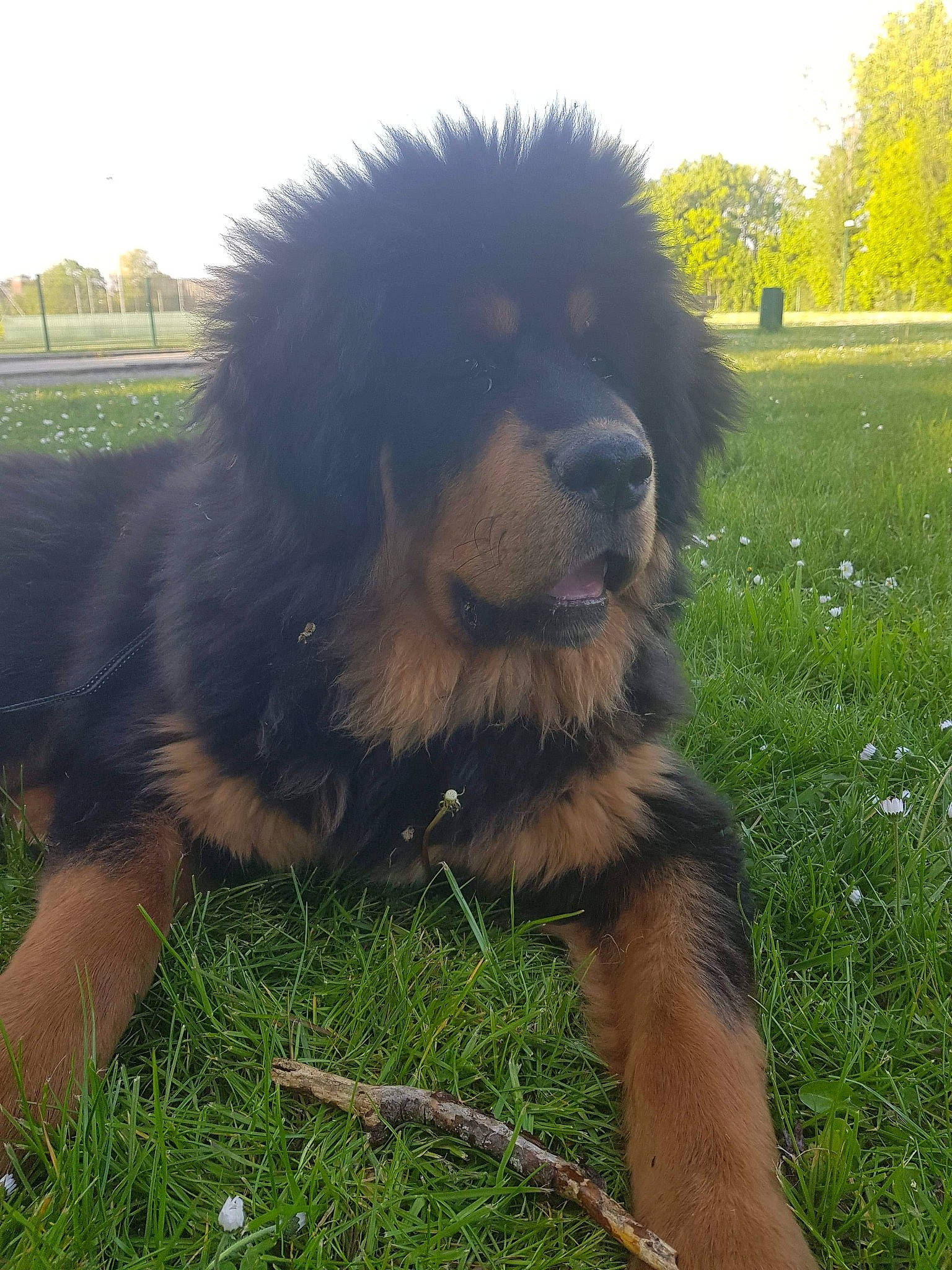 Sherab a rejoint le concours — aidez-le/la à gagner de superbes lots ! ancient_dog_breeds, canidae, carnivore, caucasian_shepherd_dog, companion_dog, dog, dog_breed, gaddi_kutta, giant_dog_breed, grass, mammal, puppy, sporting_group, tibetan_mastiff, vertebrate