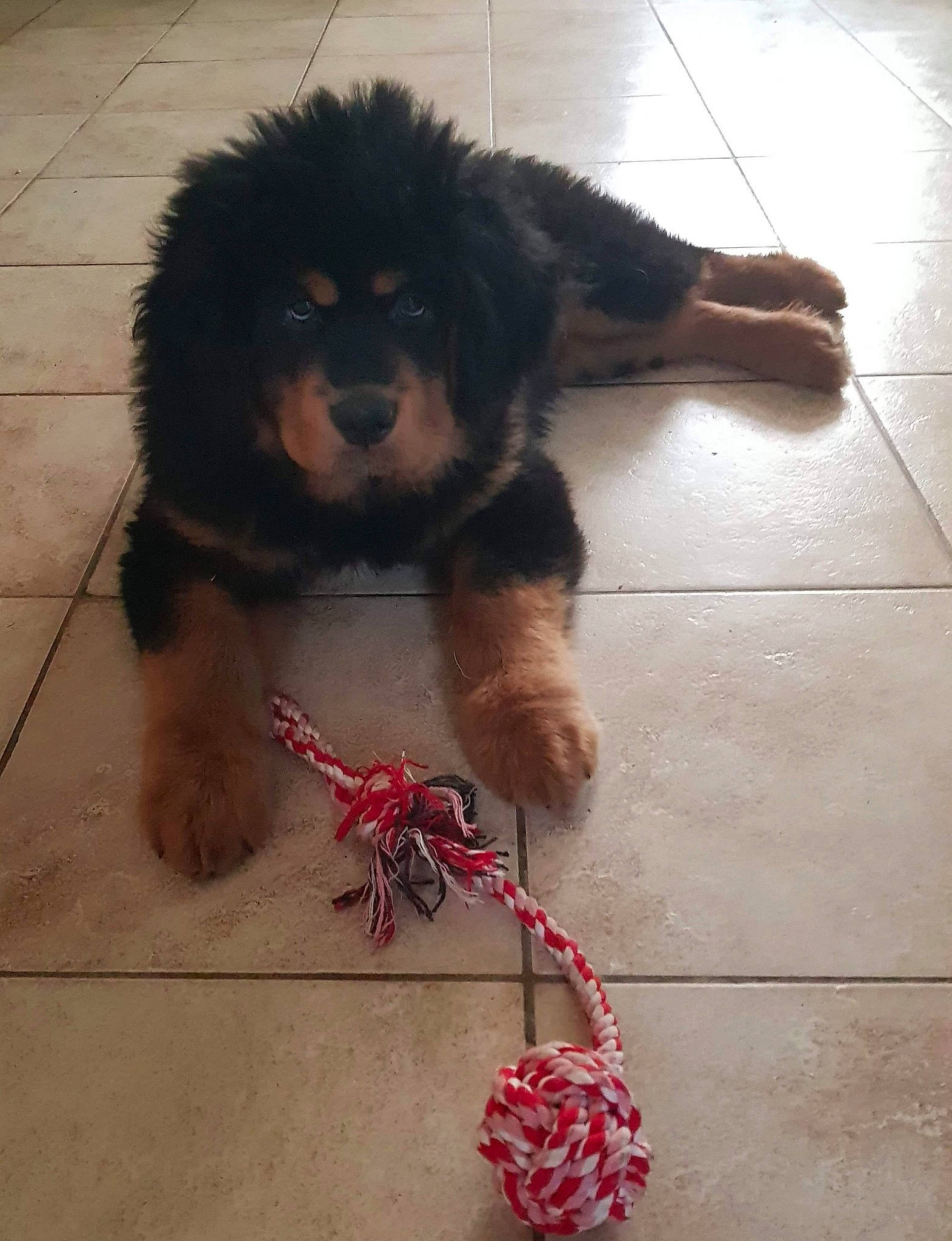 Sherab a rejoint le concours — aidez-le/la à gagner de superbes lots ! ancient_dog_breeds, canidae, carnivore, companion_dog, dog, dog_breed, gaddi_kutta, mammal, puppy, snout, sporting_group, tibetan_mastiff, vertebrate