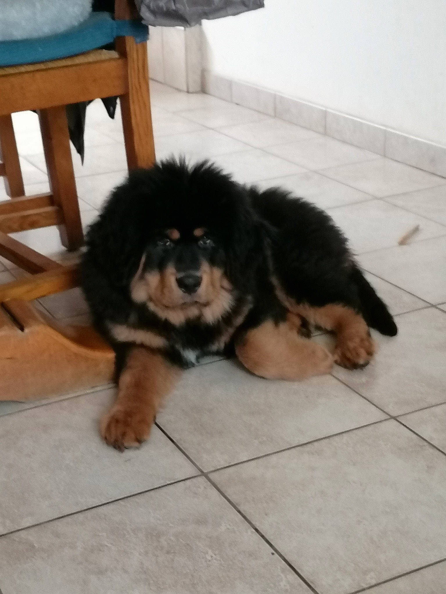 Sherab participe au concours pour gagner de l'argent avec cette photo : ancient_dog_breeds, canidae, carnivore, companion_dog, dog, dog_breed, fawn, gaddi_kutta, mammal, puppy, rare_breed_dog, snout, sporting_group, tibetan_mastiff, vertebrate, working_dog