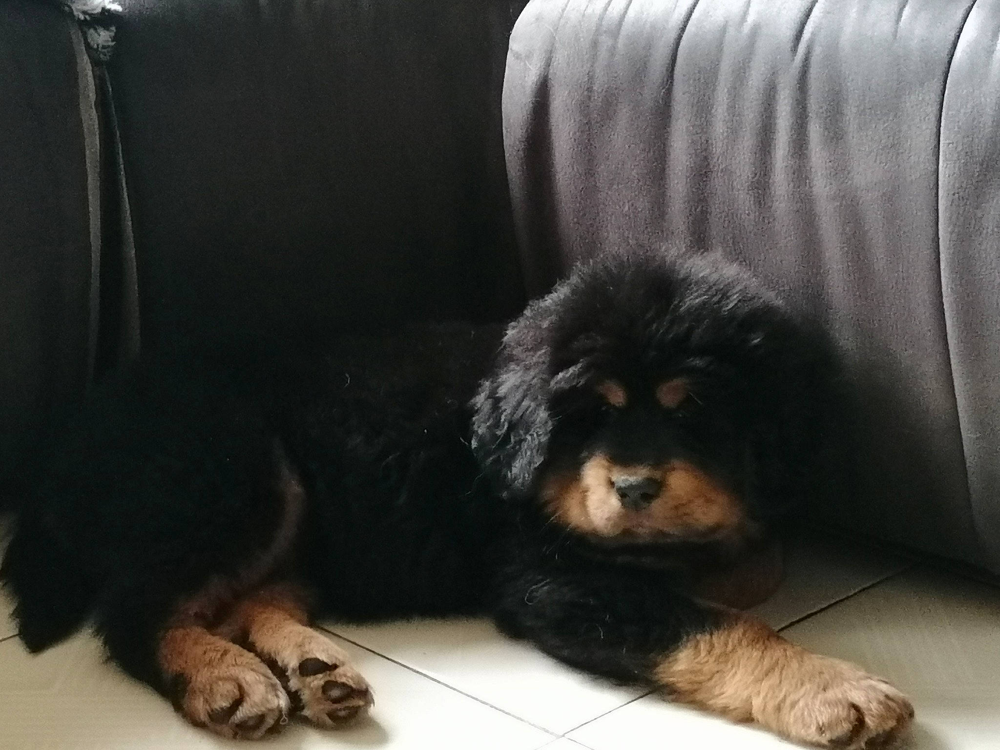 Sherab a rejoint le concours — aidez-le/la à gagner de superbes lots ! ancient_dog_breeds, canidae, carnivore, companion_dog, dog, dog_breed, mammal, puppy, snout, sporting_group, vertebrate