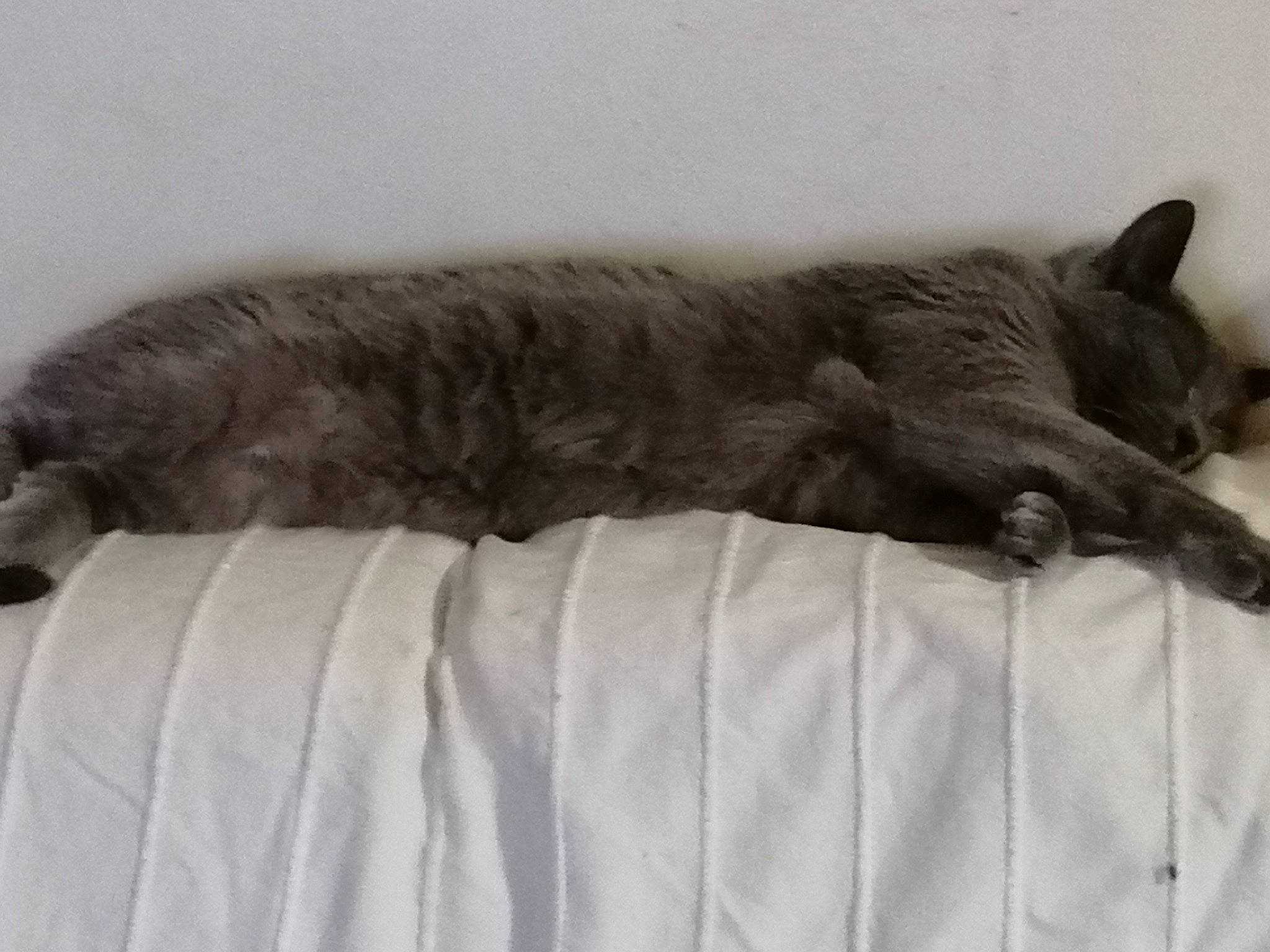 Mia participe au concours pour gagner de l'argent avec cette photo : bed, british_shorthair, carnivore, cat, cat_bed, chartreux, comfort, domestic_short_haired_cat, european_shorthair, felidae, fur, kitten, korat, mammal, nap, nebelung, russian_blue, sleep, small_to_medium_sized_cats, whiskers