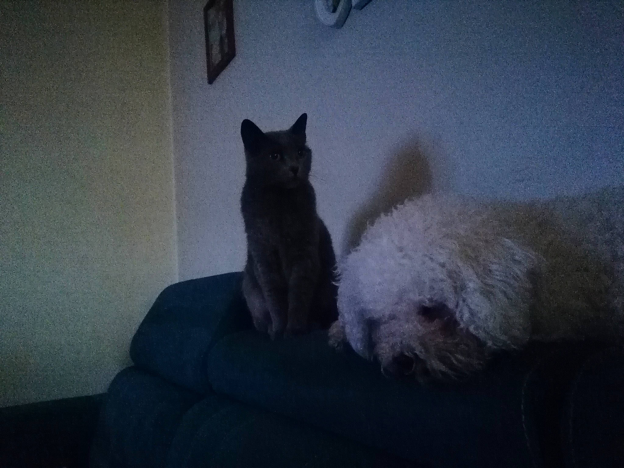 Mia participe au concours pour gagner de l'argent avec cette photo : british_shorthair, canidae, carnivore, cat, dog, dog_breed, felidae, maltese, mammal, small_to_medium_sized_cats, sporting_group, tail, terrier, toy_dog, vertebrate, west_highland_white_terrier, whiskers