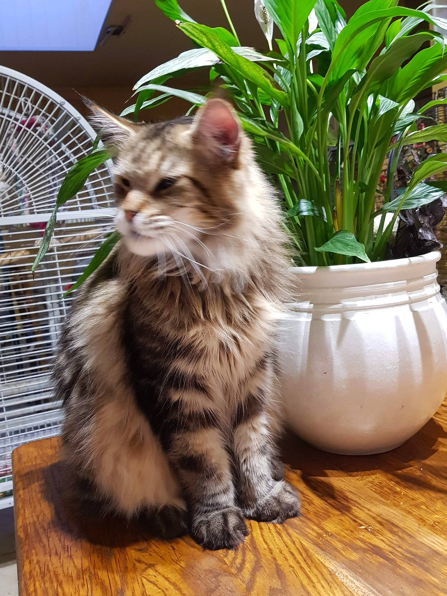 Golathe participe au concours pour gagner de l'argent avec cette photo : american_curl, american_shorthair, asian, carnivore, cat, domestic_long_haired_cat, domestic_short_haired_cat, european_shorthair, felidae, grass, kitten, maine_coon, mammal, norwegian_forest_cat, ragamuffin, siberian, small_to_medium_sized_cats, tabby_cat, vertebrate, whiskers