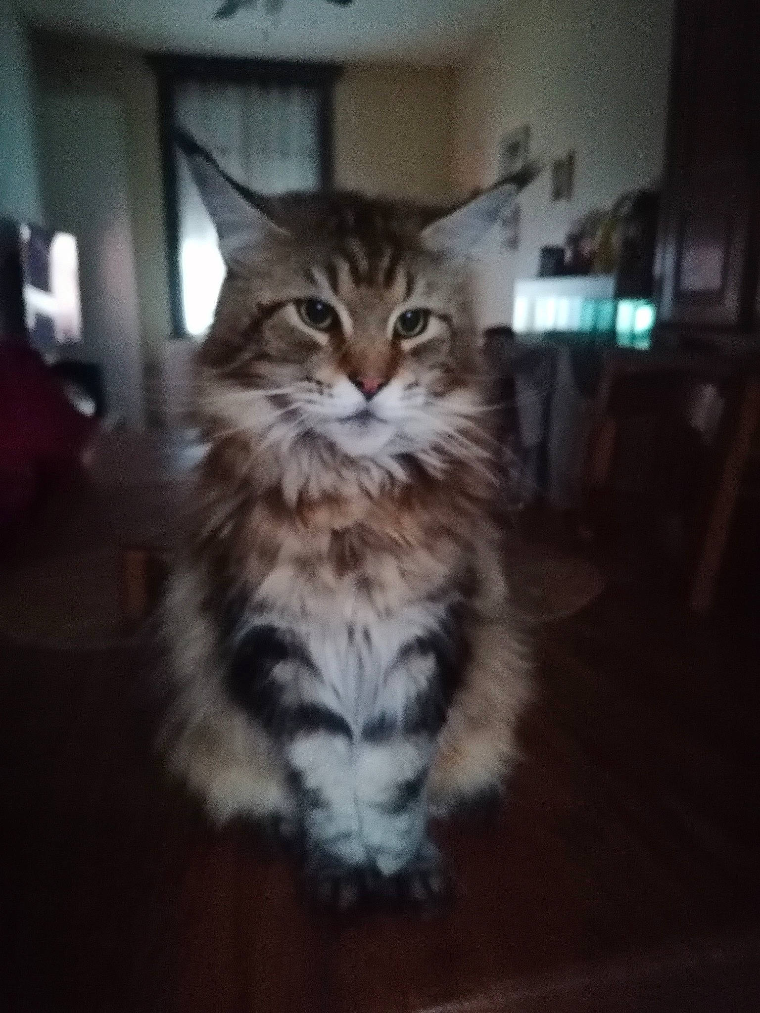 Golathe participe au concours pour gagner de l'argent avec cette photo : american_curl, asian, carnivore, cat, domestic_long_haired_cat, european_shorthair, felidae, fur, kitten, maine_coon, mammal, norwegian_forest_cat, pixie_bob, siberian, small_to_medium_sized_cats, tabby_cat, vertebrate, whiskers, wild_cat