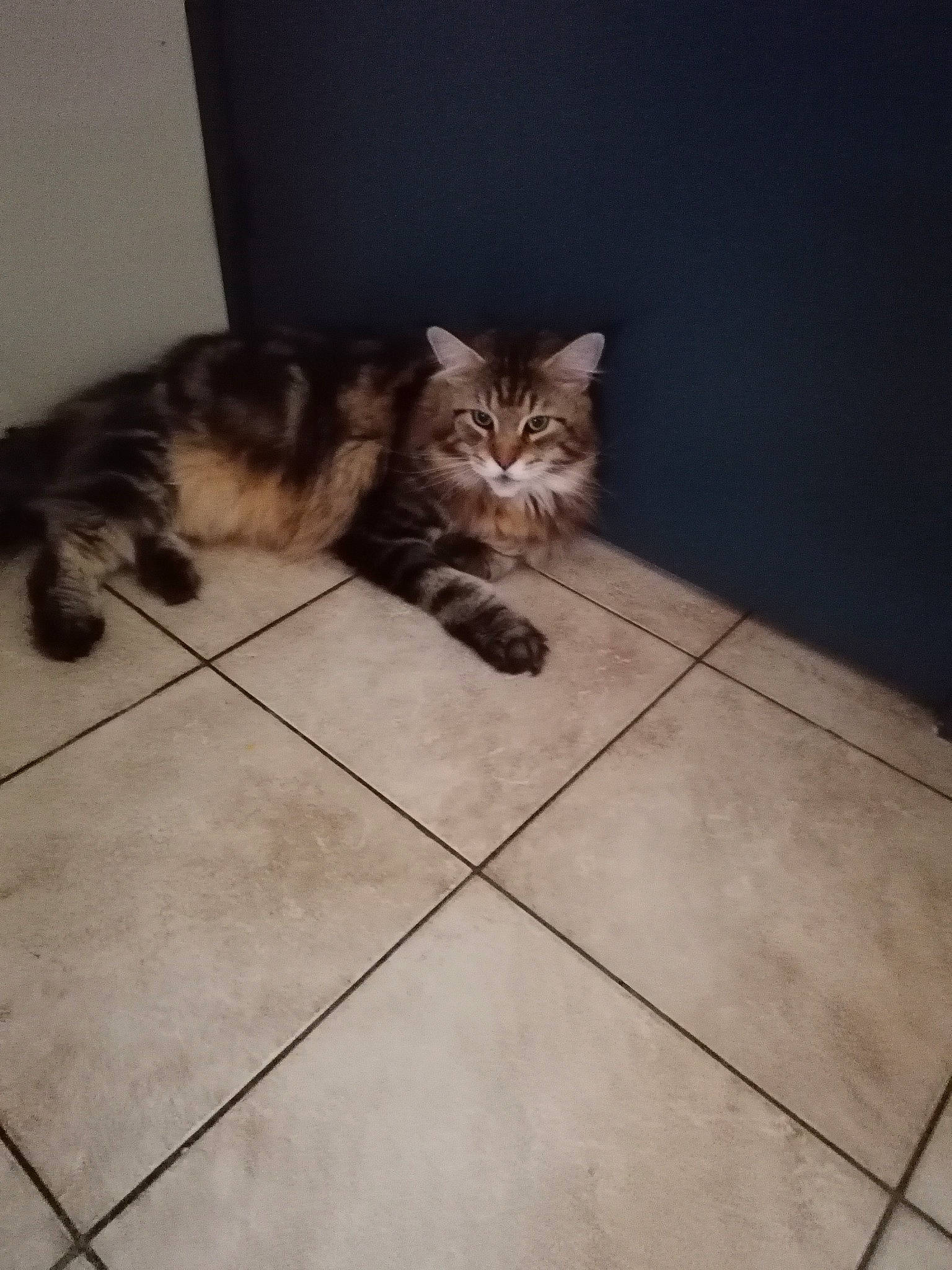 Golathe a rejoint le concours — aidez-le/la à gagner de superbes lots ! american_shorthair, asian, bengal, carnivore, cat, domestic_short_haired_cat, european_shorthair, fawn, felidae, floor, flooring, kitten, maine_coon, mammal, persian, small_to_medium_sized_cats, tabby_cat, tail, tile, whiskers