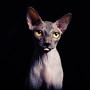 Oxynou a rejoint le concours — aidez-le/la à gagner de superbes lots ! animal, cat, close_up, cute, dark_background, ears, expression, feline, hairless_cat, indoor, isolated, looking, mammal, pet, portrait, skin_texture, sphynx_cat, tongue_out, whiskers, yellow_eyes