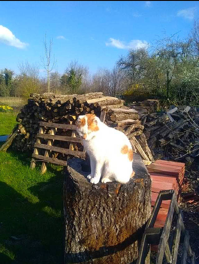 Shorty participe au concours pour gagner de l'argent avec cette photo : carnivore, cat, chair, cloud, companion_dog, fawn, felidae, fur, grass, landscape, natural_landscape, outdoor_furniture, plant, sky, small_to_medium_sized_cats, table, tail, tree, whiskers, wood