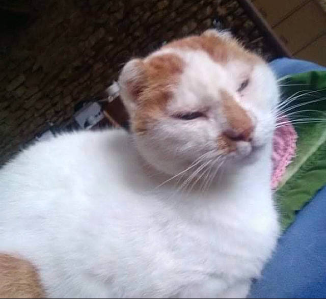 Shorty a rejoint le concours — aidez-le/la à gagner de superbes lots ! carnivore, cat, domestic_short_haired_cat, eye, fawn, felidae, fur, head, plant, small_to_medium_sized_cats, snout, tail, terrestrial_animal, whiskers