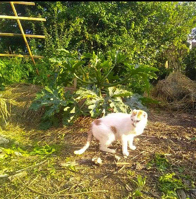 Shorty participe au concours pour gagner de l'argent avec cette photo : carnivore, cat, companion_dog, dog_breed, fawn, felidae, grass, groundcover, landscape, livestock, plant, shrub, small_to_medium_sized_cats, soil, sporting_group, tail, terrestrial_animal, tree, whiskers, working_animal