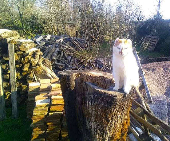 Shorty participe au concours pour gagner de l'argent avec cette photo : carnivore, cat, chair, fawn, felidae, fur, grass, landscape, plant, sky, small_to_medium_sized_cats, sunlight, tail, tree, trunk, twig, whiskers, wilderness, winter, wood