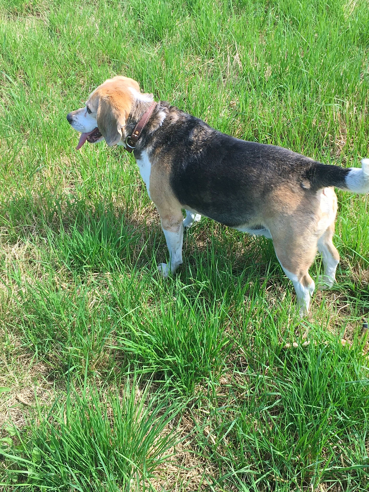 Fox a rejoint le concours — aidez-le/la à gagner de superbes lots ! carnivore, collar, companion_dog, dog, dog_breed, dog_collar, fawn, grass, lawn, leash, pet_supply, plant, snout, tail, terrestrial_animal, working_animal, working_dog