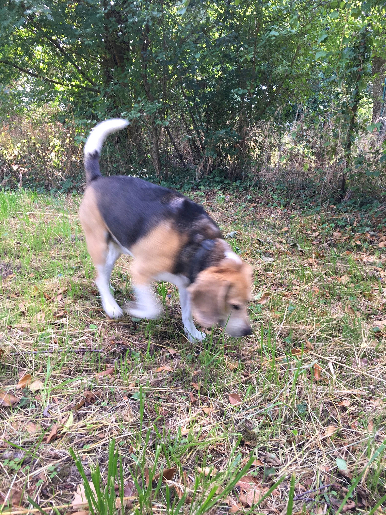 Fox participe au concours pour gagner de l'argent avec cette photo : beaglier, canidae, carnivore, companion_dog, dog, dog_breed, fawn, fur, grass, groundcover, herding_dog, plant, snout, soil, sporting_group, tail, terrestrial_animal, tree, working_animal, working_dog