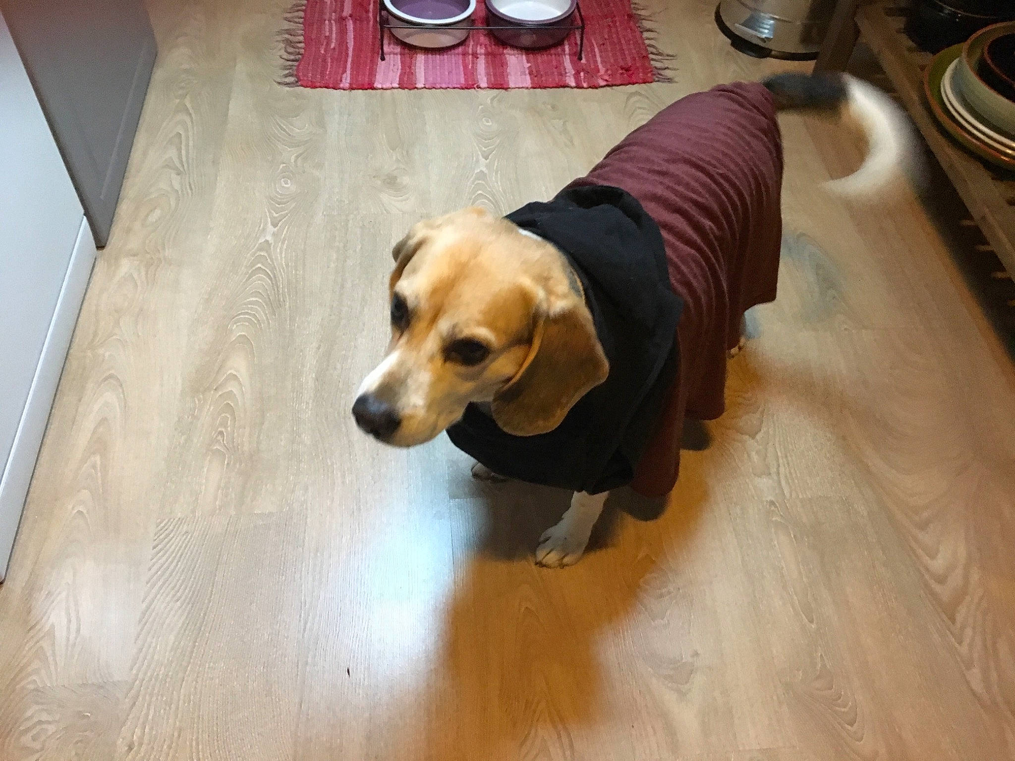 Fox a rejoint le concours — aidez-le/la à gagner de superbes lots ! carnivore, chair, comfort, companion_dog, cooktop, dog, dog_breed, dog_supply, fawn, floor, flooring, fur, hardwood, hound, kitchen_appliance, scent_hound, snout, tail, wood, working_animal