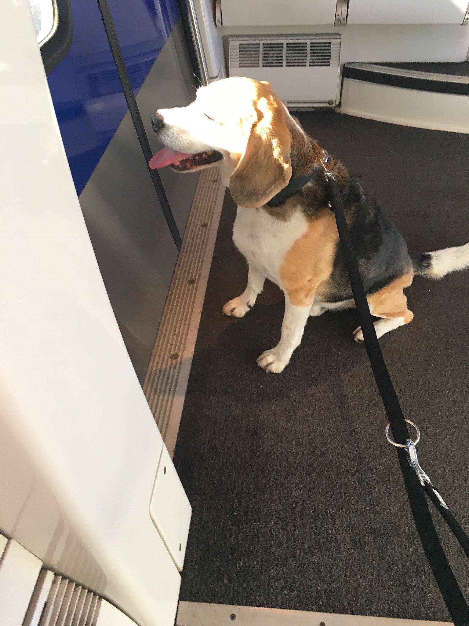 Fox participe au concours pour gagner de l'argent avec cette photo : auto_part, automotive_exterior, automotive_lighting, car_seat, carnivore, collar, companion_dog, dog, dog_breed, dog_collar, dog_supply, fashion_accessory, fawn, flooring, leash, motor_vehicle, pet_supply, vehicle, vehicle_door, working_animal