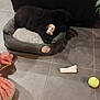 Ryden a rejoint le concours — aidez-le/la à gagner de superbes lots ! animal, black_dog, cozy, dog_bed, dog_toy, floor, hand, home, indoor, kneeling, person, pet, plant, puppy, resting, sofa, stuffed_toy, tennis_ball, tiled_floor, toy