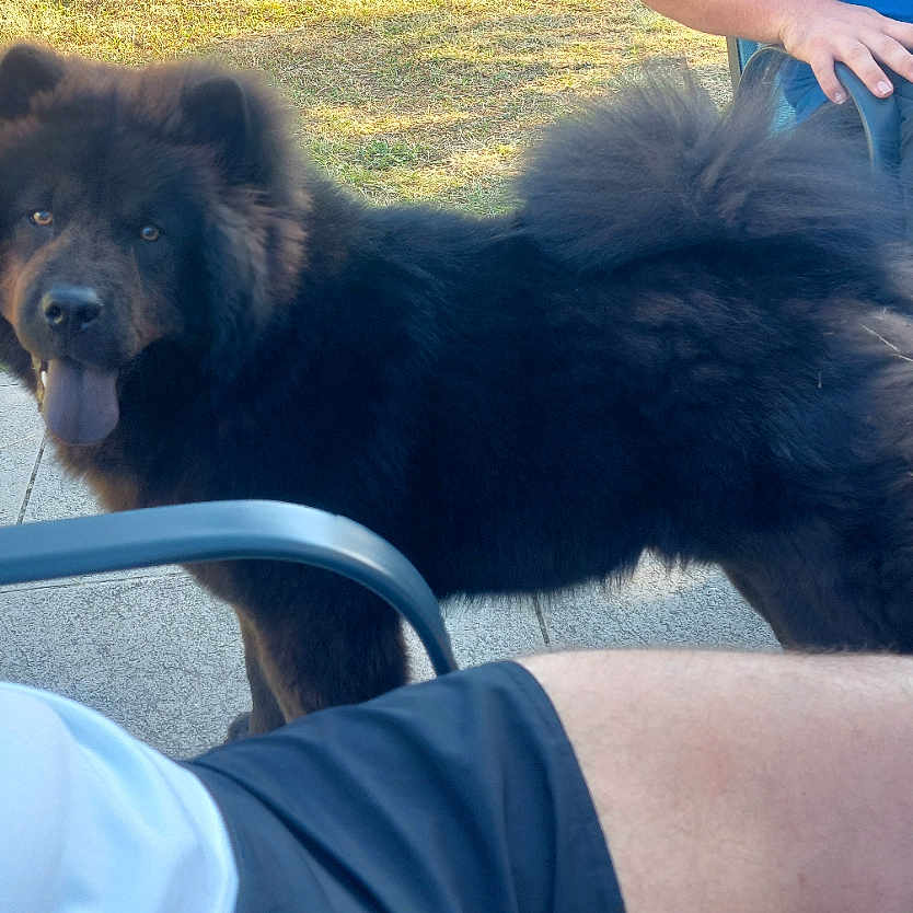 Ryden participe au concours pour gagner de l'argent avec cette photo : black_dog, casual, chair, companionship, dog, fluffy, grass, hand, happy, human_leg, outdoor, patio, person, pet, shorts, slippers, socks, sunlight, table, tongue_out