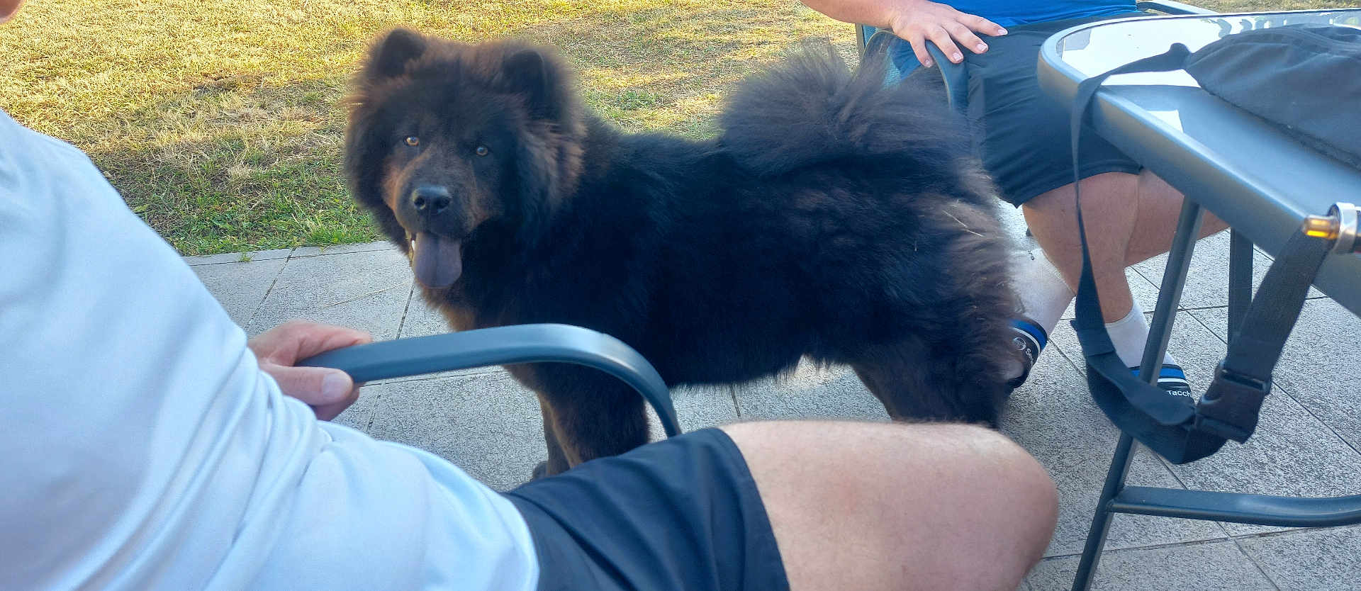 Ryden participe au concours pour gagner de l'argent avec cette photo : black_dog, casual, chair, companionship, dog, fluffy, grass, hand, happy, human_leg, outdoor, patio, person, pet, shorts, slippers, socks, sunlight, table, tongue_out