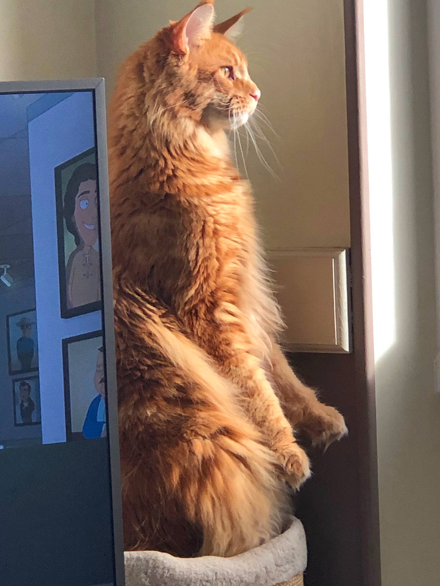 Obiwan participe au concours pour gagner de l'argent avec cette photo : carnivore, cat, domestic_long_haired_cat, domestic_short_haired_cat, dragon_li, european_shorthair, felidae, fur, kitten, laperm, maine_coon, mammal, ocicat, pixie_bob, siberian, small_to_medium_sized_cats, somali, tabby_cat, whiskers, window