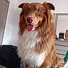 dog, pet, indoor, fluffy, brown, white, tongue_out, happy, sitting, canine, fur, animal, domestic, portrait, companion, friendly, cute, house, room, floor