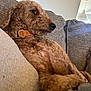 dog, brown_dog, curly_fur, collar, couch, indoor, pet, relaxed, side_view, fur, snout, ear, soft_furnishing, home, comfort, animal, resting, portrait, canine, living_room